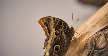 a butterfly on a branch