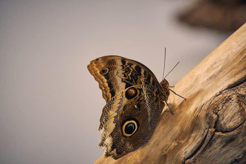 a butterfly on a branch